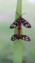 Amata huebneri, theÃÂ wasp moth, is aÃÂ mothÃÂ in the genusÃÂ AmataÃÂ of the familyÃÂ ErebidaeÃÂ 